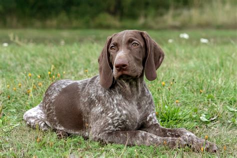 Facts About the German Shorthaired Pointer That You May Not Know