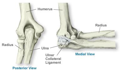 Elbow Bones Diagram