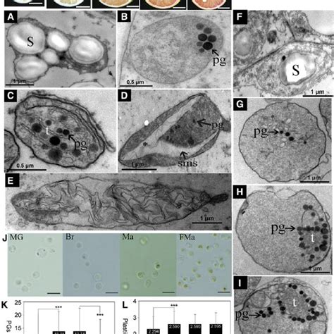 Schematic diagram of chromoplast differentiation in the flesh of citrus... | Download Scientific ...