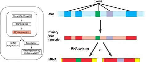 splicing.html 19_08AltRNASlicing.jpg