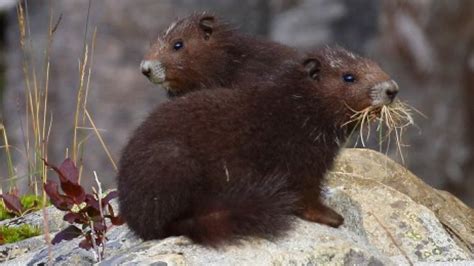 Vancouver Island marmot die-off feared due to last year's drought ...