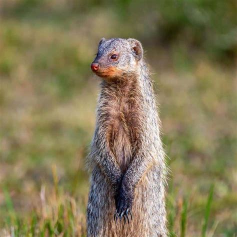 Snake Predators: Animals That Eat Snakes for Lunch - Dockery Farms