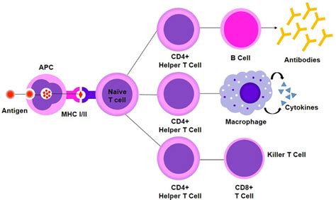 Effector T cell functions. Activation of CD4 helper T cells via ...