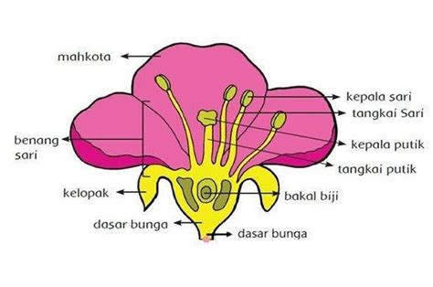 Berikut Ini Pengertian dan Macam-macam Penyerbukan Pada Tumbuhan ...