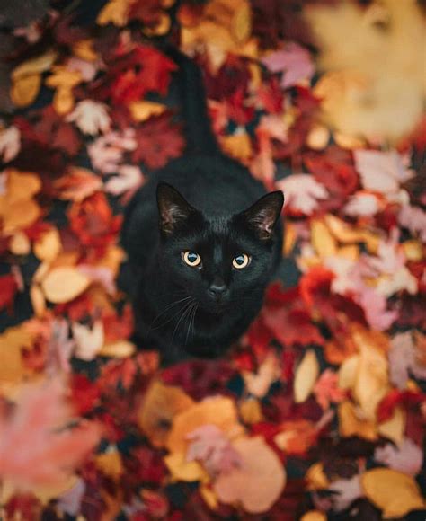 Black Cats Autumn Wallpapers - Wallpaper Cave