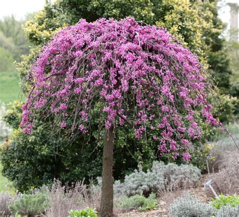 Small Ornamental Trees Bc - Thuem Garden Plant