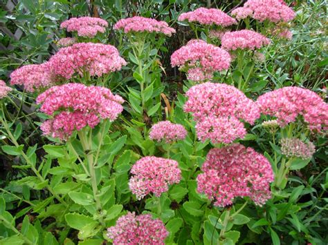 Sedum Autumn Joy (sedum stonecrop) - Garden Land