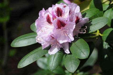 Top 15 Common Rhododendron Varieties (With Pictures)