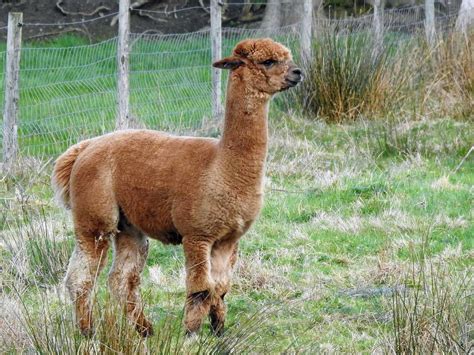 Alpaca (Vicugna pacos) 8-3-17 #2 | Conservation status=Domes… | Flickr