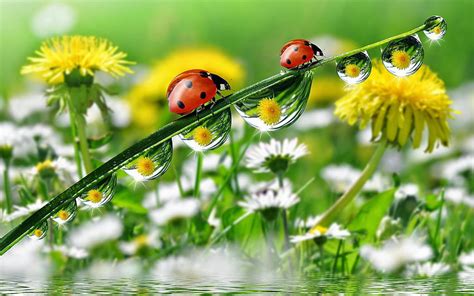 Morning Dew Drops Grass With Water Ladybug Yellow Meadow Flowers ...