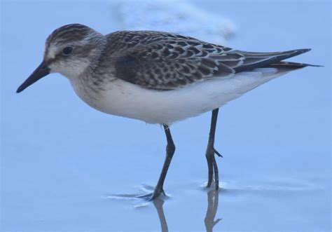 Shorebirds from Florida IDs - Help Me Identify a North American Bird ...