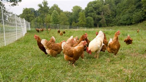 Chicken odor may help prevent spread of malaria | Fox News