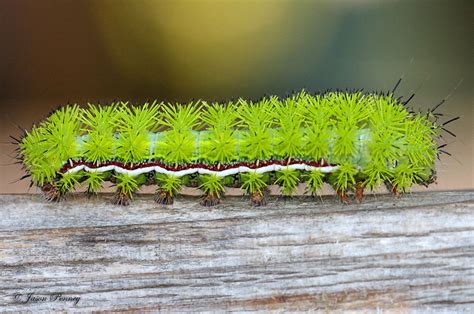 automeris-io-chenille-verte | Photo papillon, Papillon de jour, Chenille