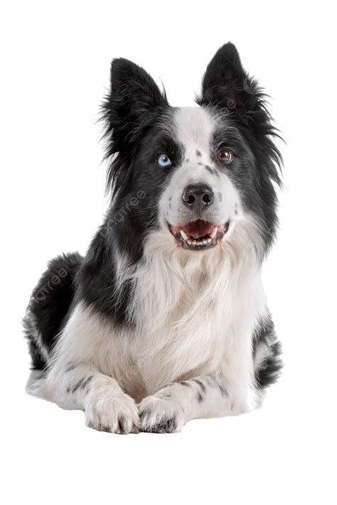 Hình ảnh Xưởng Phim Chó Chăn Cừu Border Collie Bắn Một Con Vật Bị Cô Lập PNG , Răng Nanh, Thuần ...