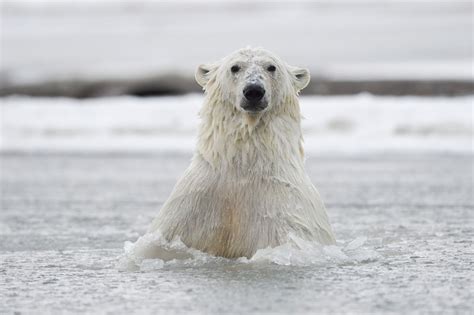 Polar bear photo tour | Alaska polar bear photography workshop ANWR