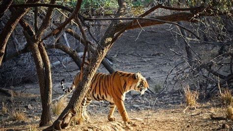 5 Days Golden Triangle Tour with Ranthambore - IndiaTajTours