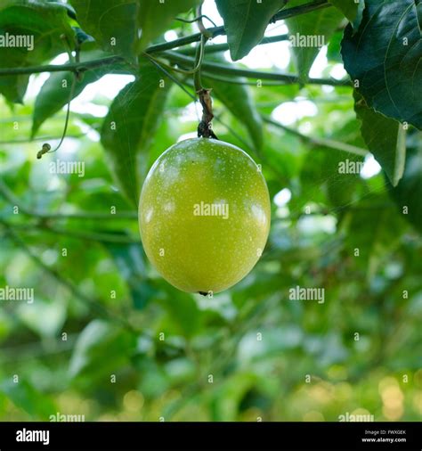 Tropical fruit growing on vine hi-res stock photography and images - Alamy