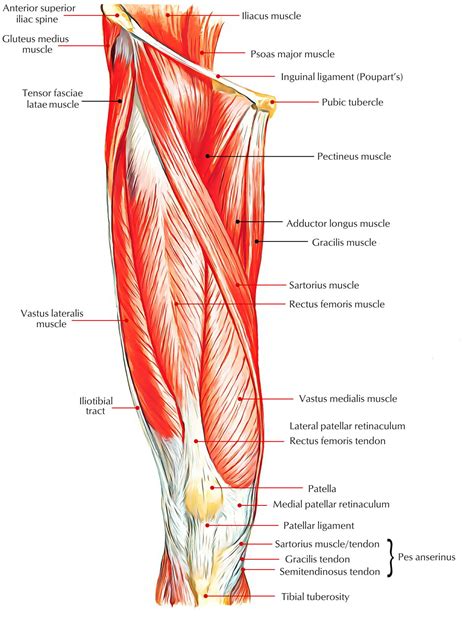 Leg Muscles Anatomy – Earth's Lab