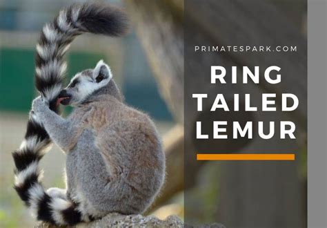 Ring tailed Lemur (Lemur catta) Behavior - Primates Park