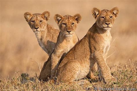 Wildlife Photography by William and Mattew Burrard-Lucas — Photography ...