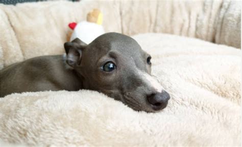 Italian Greyhound Colors: A Complete Guide