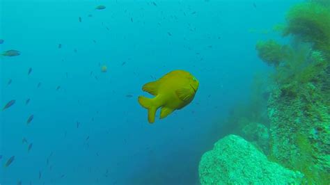 Scuba Diving at California's Channel Islands - YouTube