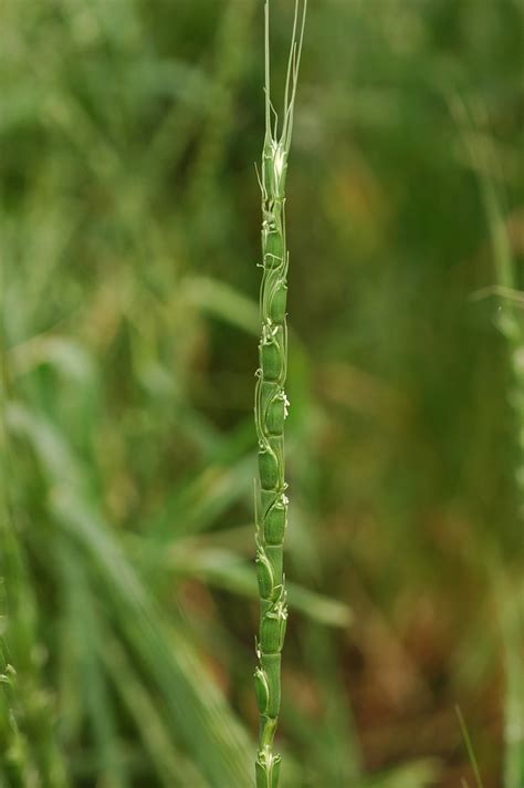 Aegilops tauschii (Aegilops squarrosa, Triticum tauschii) | Flickr