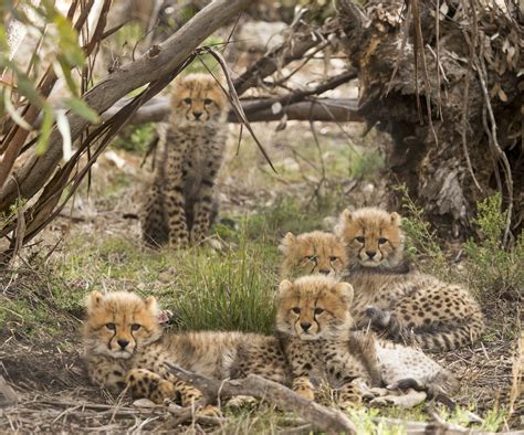 Monarto Zoo’s five adorable cheetah cubs make their public debut