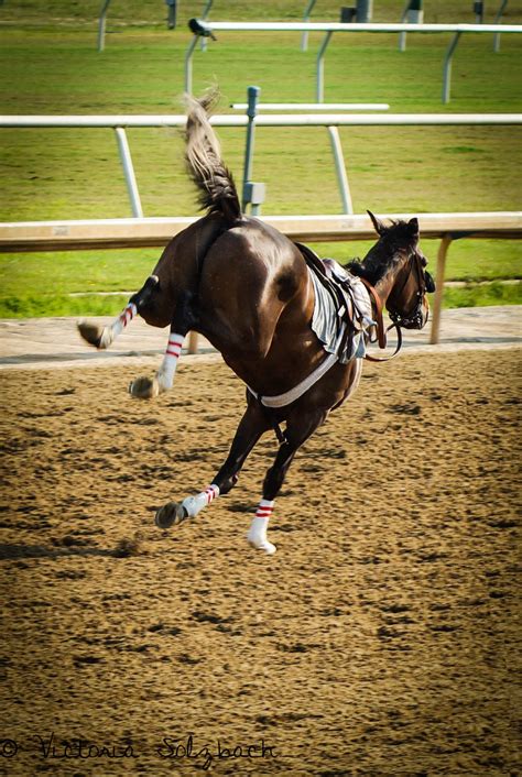 Loose horse! Thoroughbred race horse photography. Off to the races. Thoroughbred Racehorse ...