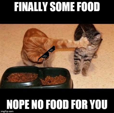 cats share food Memes - Imgflip