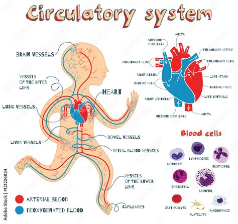 vector cartoon illustration of human circulatory system for kids Stock Vector | Adobe Stock