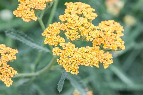 Common Yarrow: Plant Care & Growing Guide