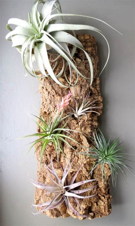 50 creative ideas to display your air plants in a most spectacular way