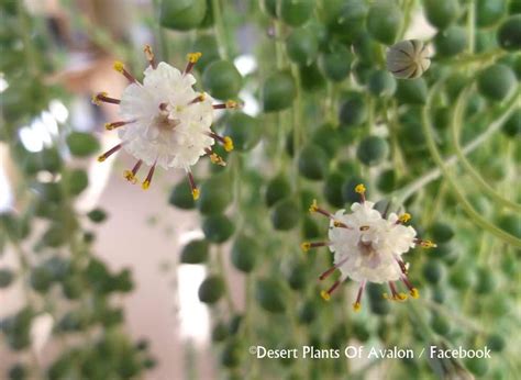 String of Pearls plant 'Senecio Rowleyanus' from buds to blooms April-May 2015 - YouTube