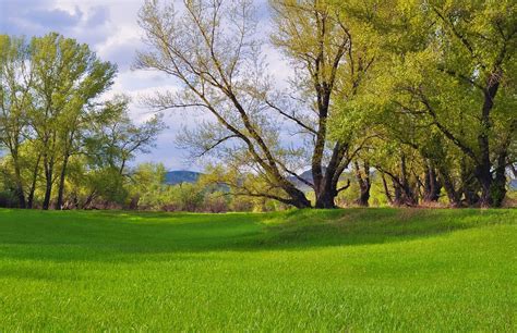 Grass Green Field - Free photo on Pixabay