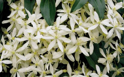 Buy Snowdrift Evergreen Clematis Armandii For Sale Online From Wilson ...