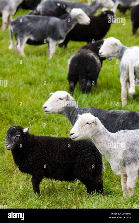 Herdwick sheep and lambs at Westhead Farm by Thirlmere in the Lake ...