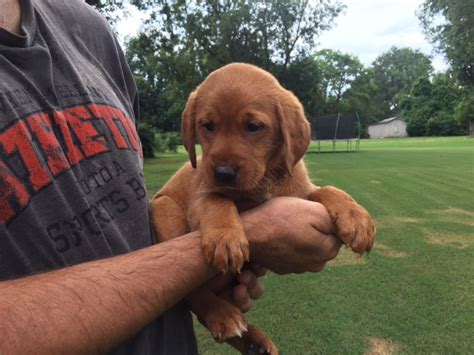 Available Fox Red Labrador Retriever Puppies for Sale | Silver and Charcoal Kennels