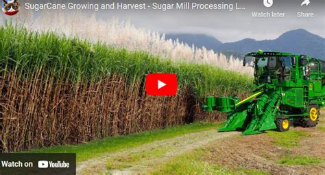 Sugar Cane Farming: A Comprehensive Overview - Agrolearner.com