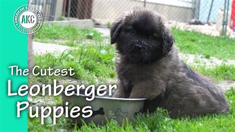 Cute Leonberger Puppy