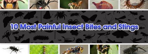 10 Most Painful Insect Bites And Stings | Brezden Pest Control