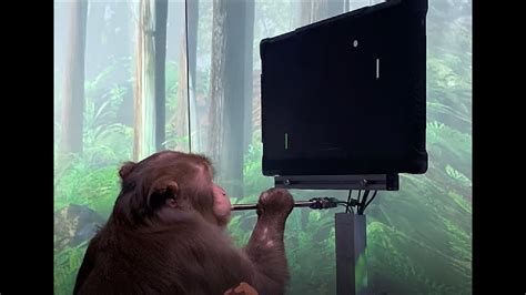 Elon Musk Neuralink monkey video claims primate playing 'Pong' by mind