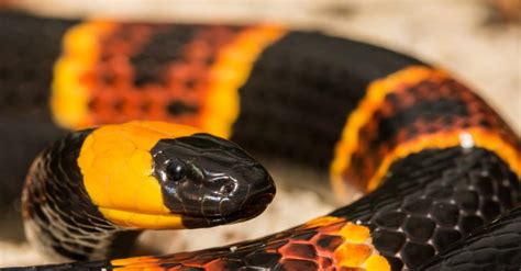 Poisonous Snakes in Michigan: The Snake You Must Avoid - A-Z Animals