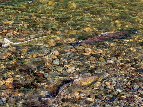 Where To Spot Salmon In King County As They Return For Spawning Season ...