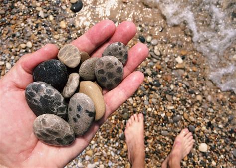 Michigan’s State Rock is an Ancient Sea Creature - Insanitek