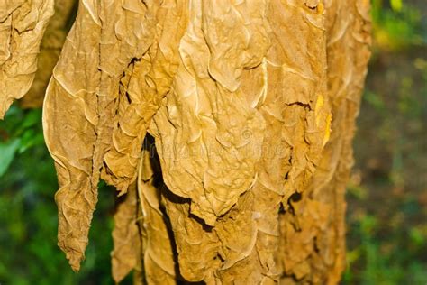 Drying Tobacco Leaf Close-up Drying Tobacco Growing Stock Image - Image ...