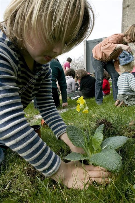 Bee conservation - Stock Image - C008/9427 - Science Photo Library