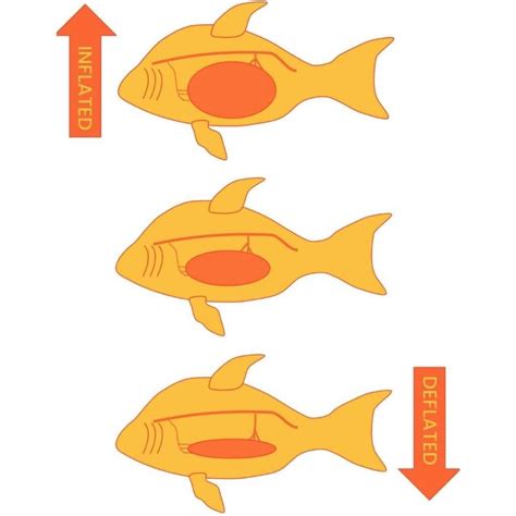 Causes, Symptoms & Treatment Of Swim Bladder Disease In Fish