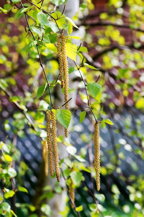 Birch tree catkins stock photo. Image of early, leaves - 77616374