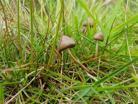 Official U.K 2018 Liberty Cap Season - Mushroom Hunting and Identification - Shroomery Message Board